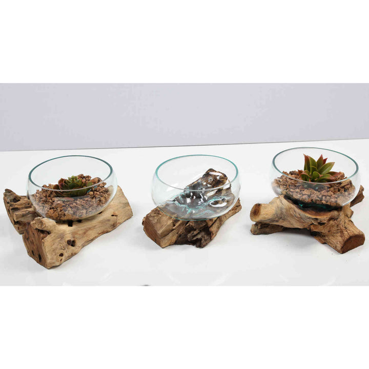 Glas Schale 20 cm auf Wurzelholz