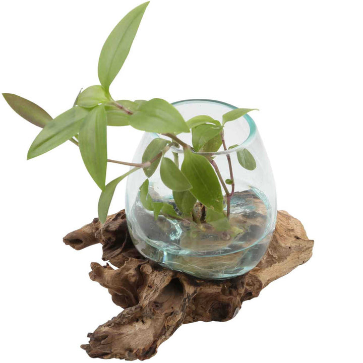 Glasvase auf Wurzelholz A12